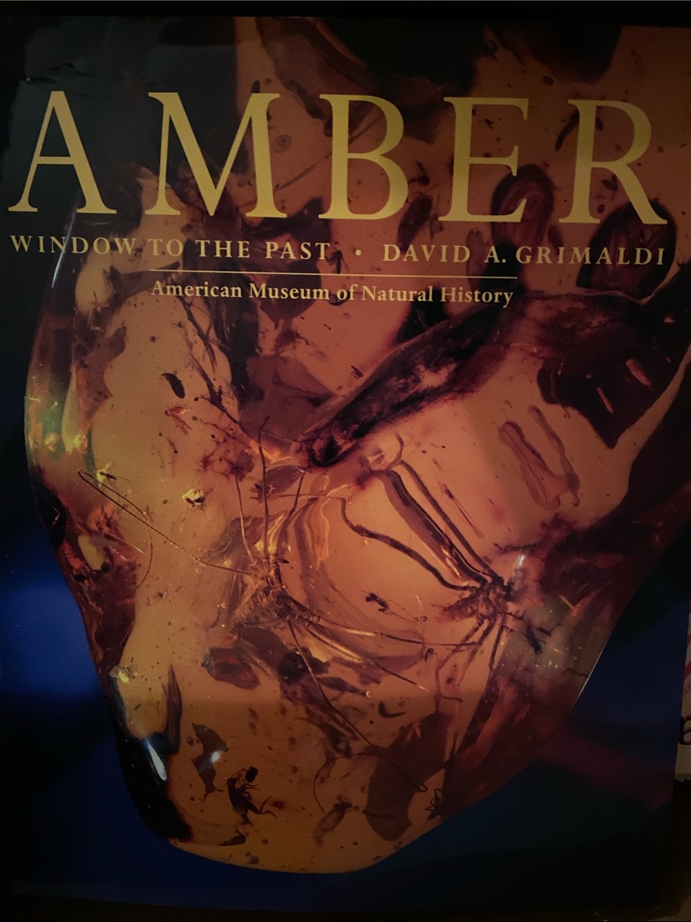 Amber American Museum Natural History Art photo photos coffee table book
